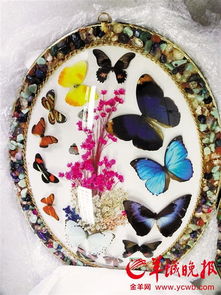 穗郵政口岸截獲蝴蝶標本工藝品 最大翅展有15厘米